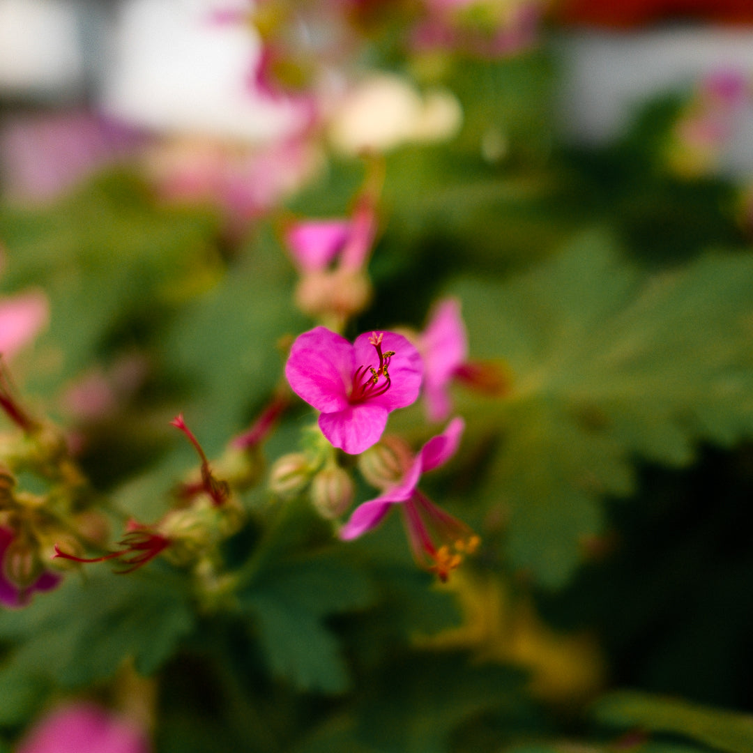 Geranium 'Bevan's Variety (6")
