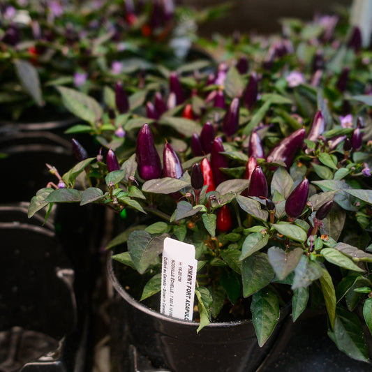 Acapulco Purple Hot Pepper (5")