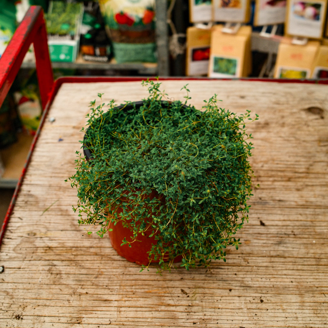 Thym serpolet (6")