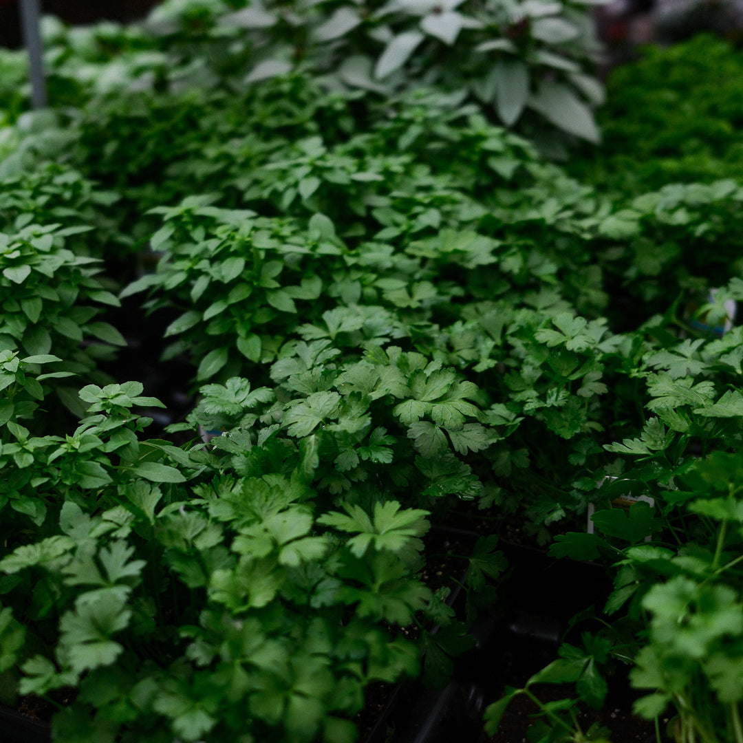 Italian parsley (4.5")