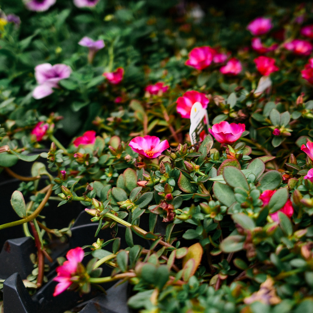 Portulaca (4,5")