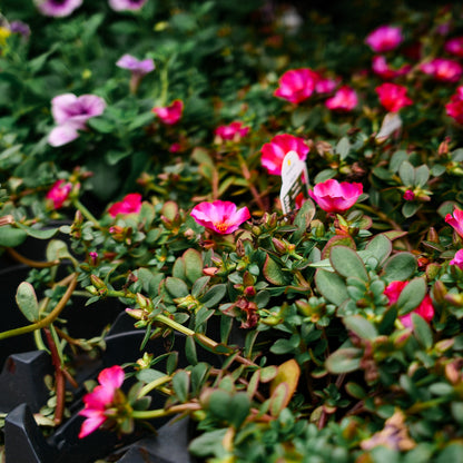 Portulaca (4,5")