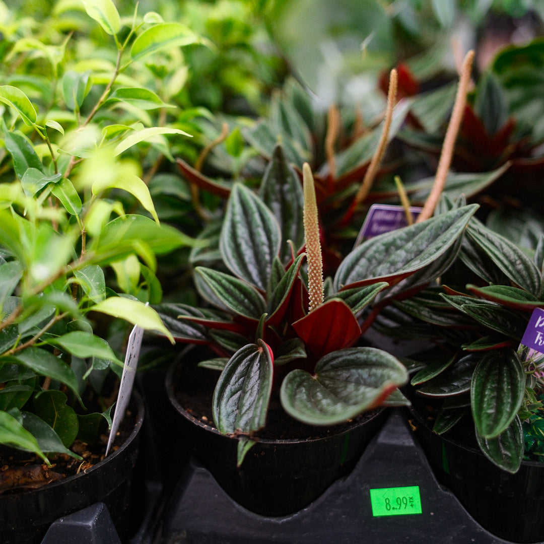 Peperomia 'Rosso' (4,5")