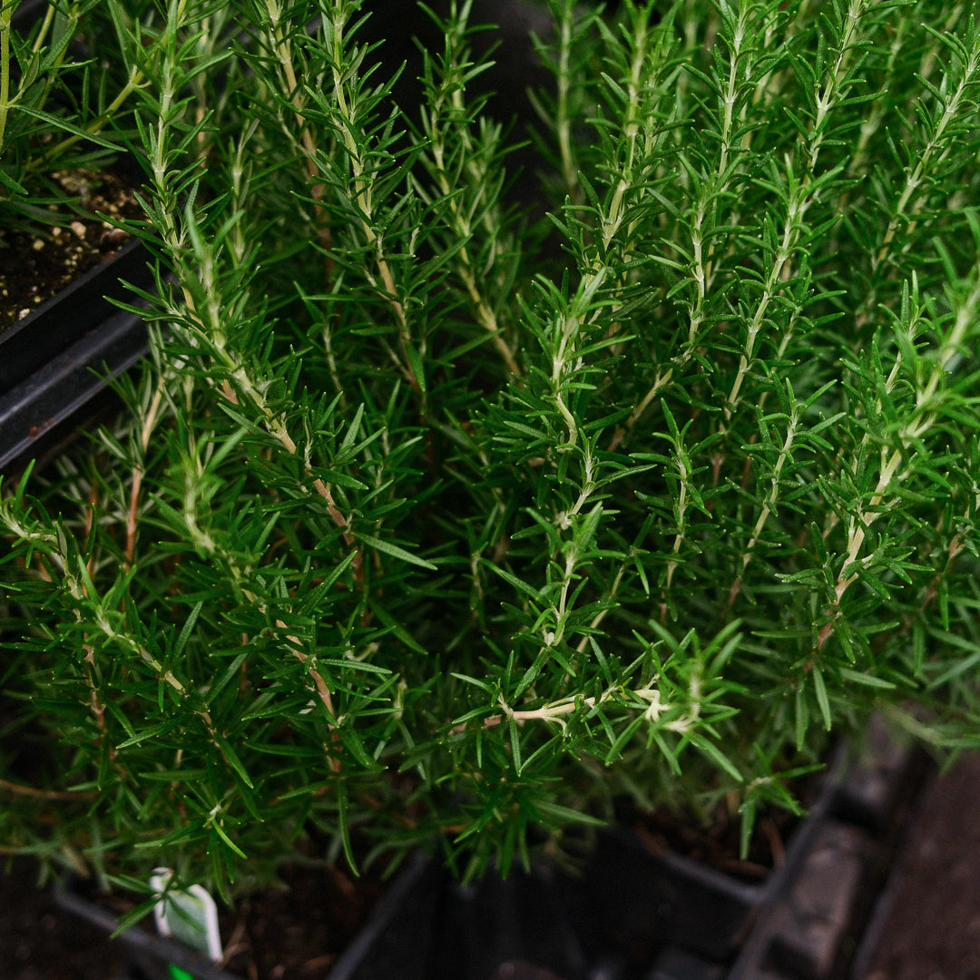 Rosemary (3.5")