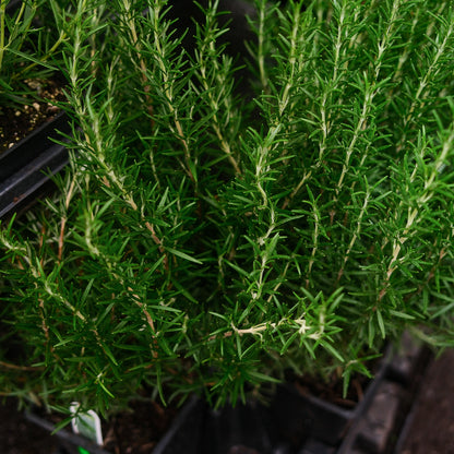 Rosemary (3.5")