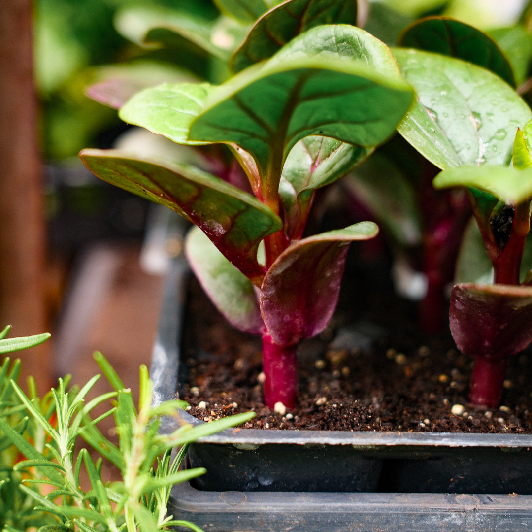 Malabar Spinach (x6)