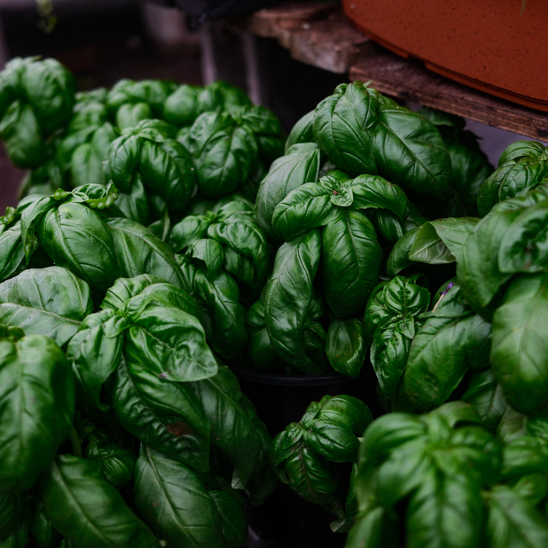 Basil Genovese (6")
