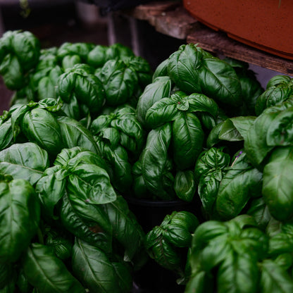 Basil Genovese (6")