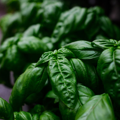 Basilic Genovese (6")