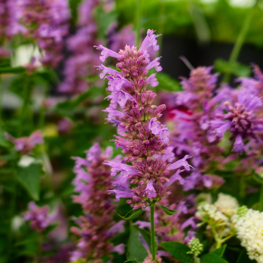 Hummingbird Mint 'Blue Boa' (6")
