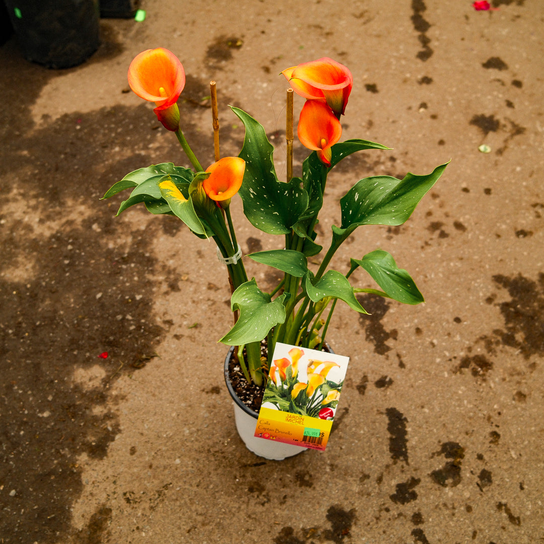 Lys de Calla (6")