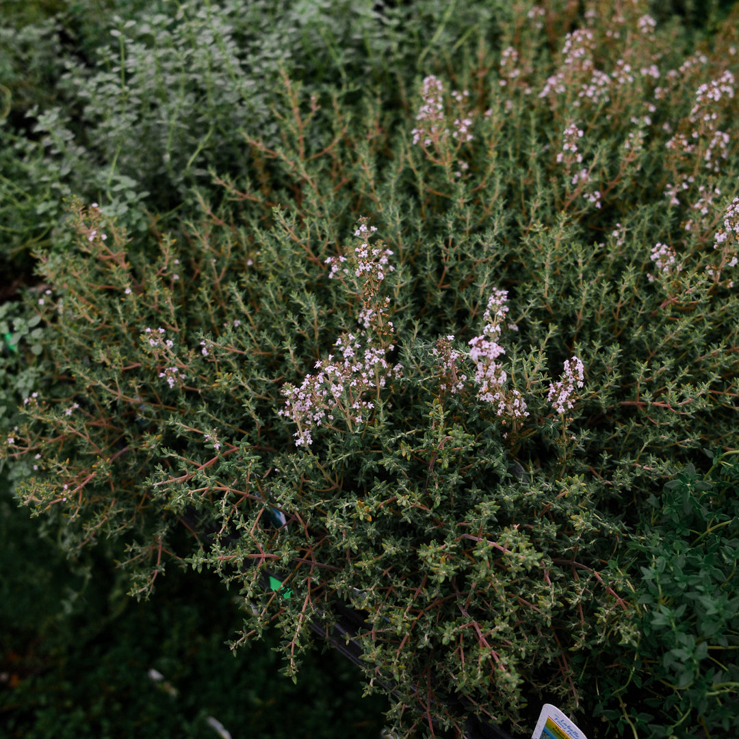 Lemon thyme (4.5") 
