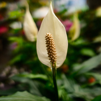Peace Lily (6")