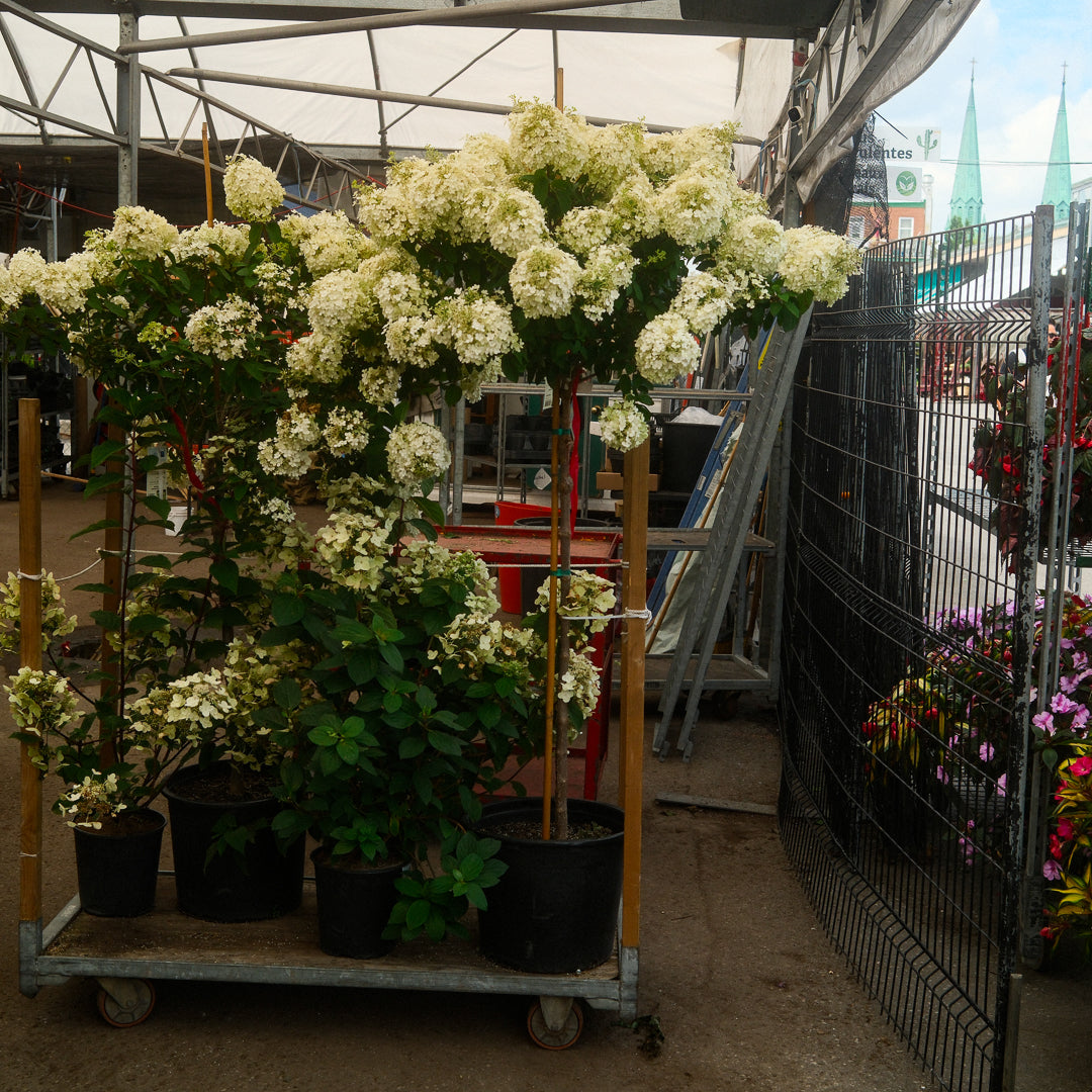 Hydrangea paniculata ‘Limelight’ Tree Form (10")