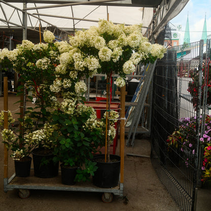 Hydrangea paniculata ‘Limelight’ Tree Form (10")
