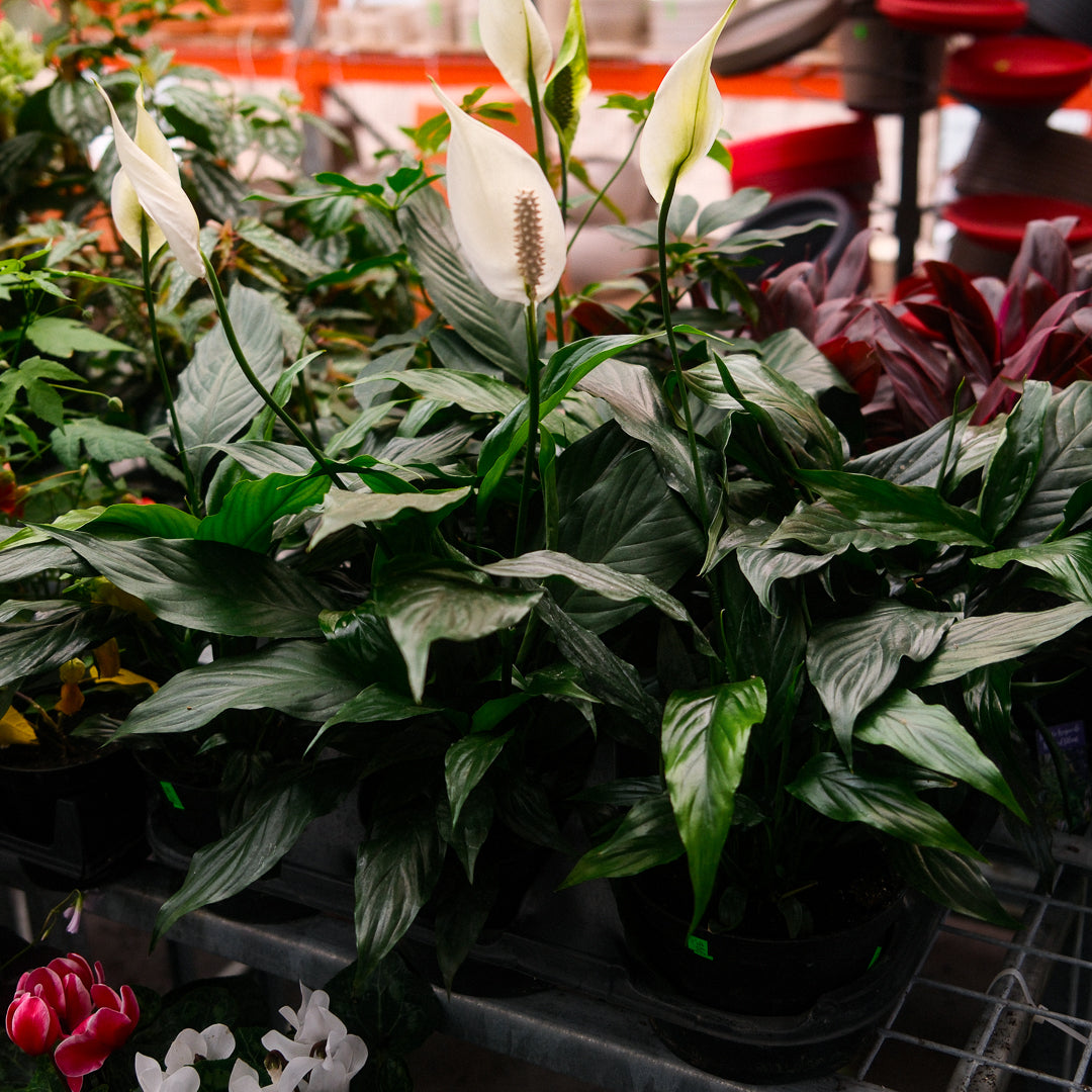 Peace Lily (6")