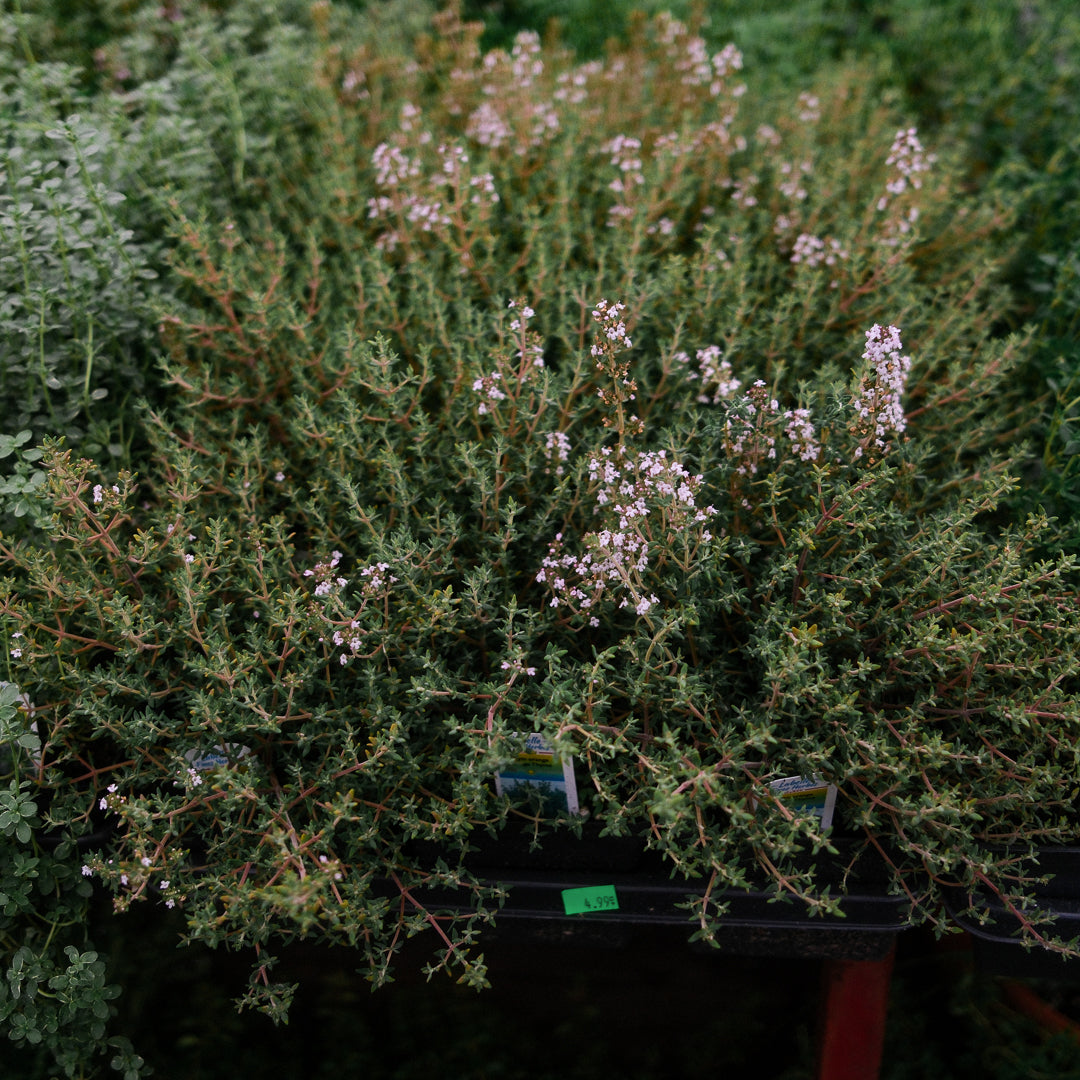 Lemon thyme (4.5") 