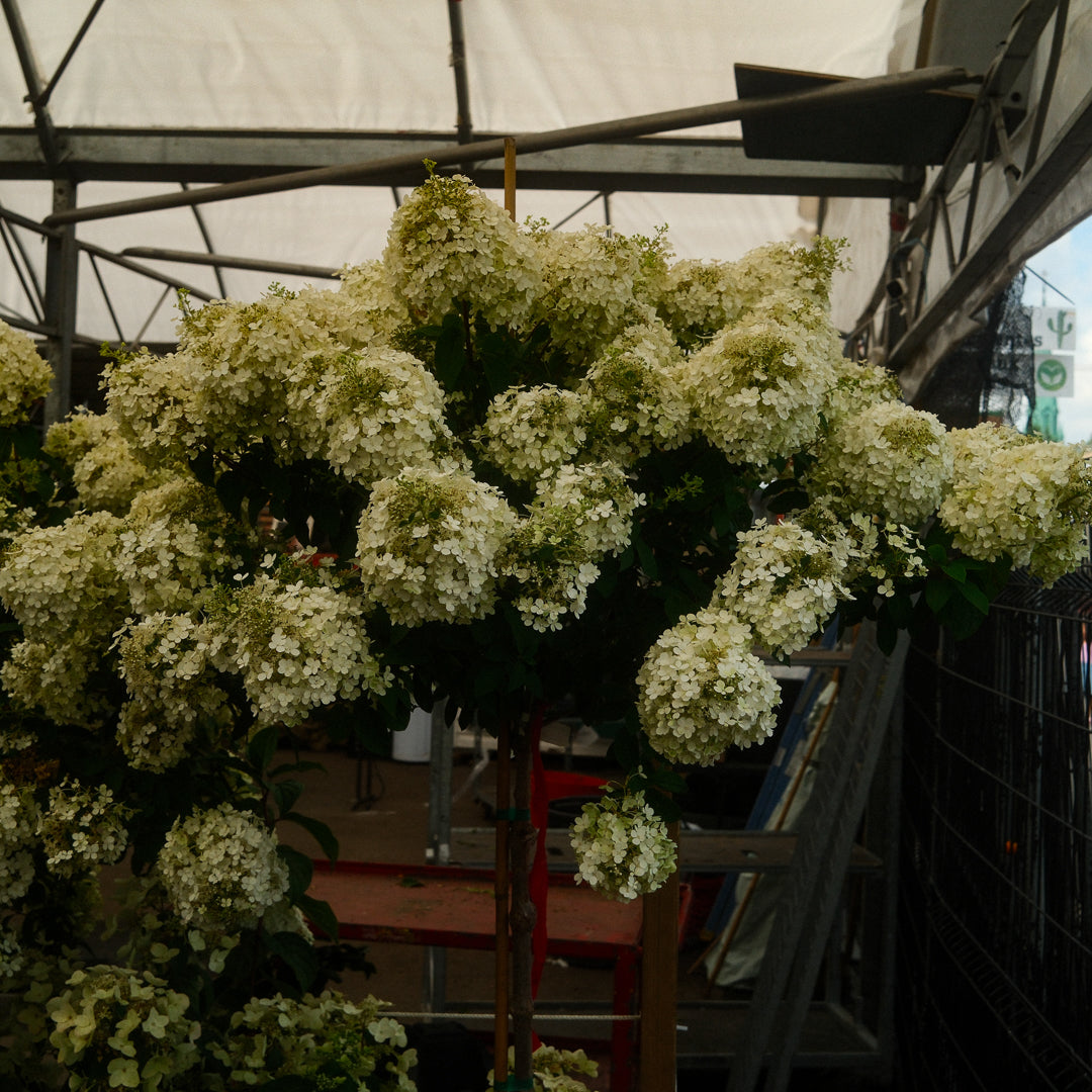 Hydrangea paniculata ‘Limelight’ Tree Form (10")