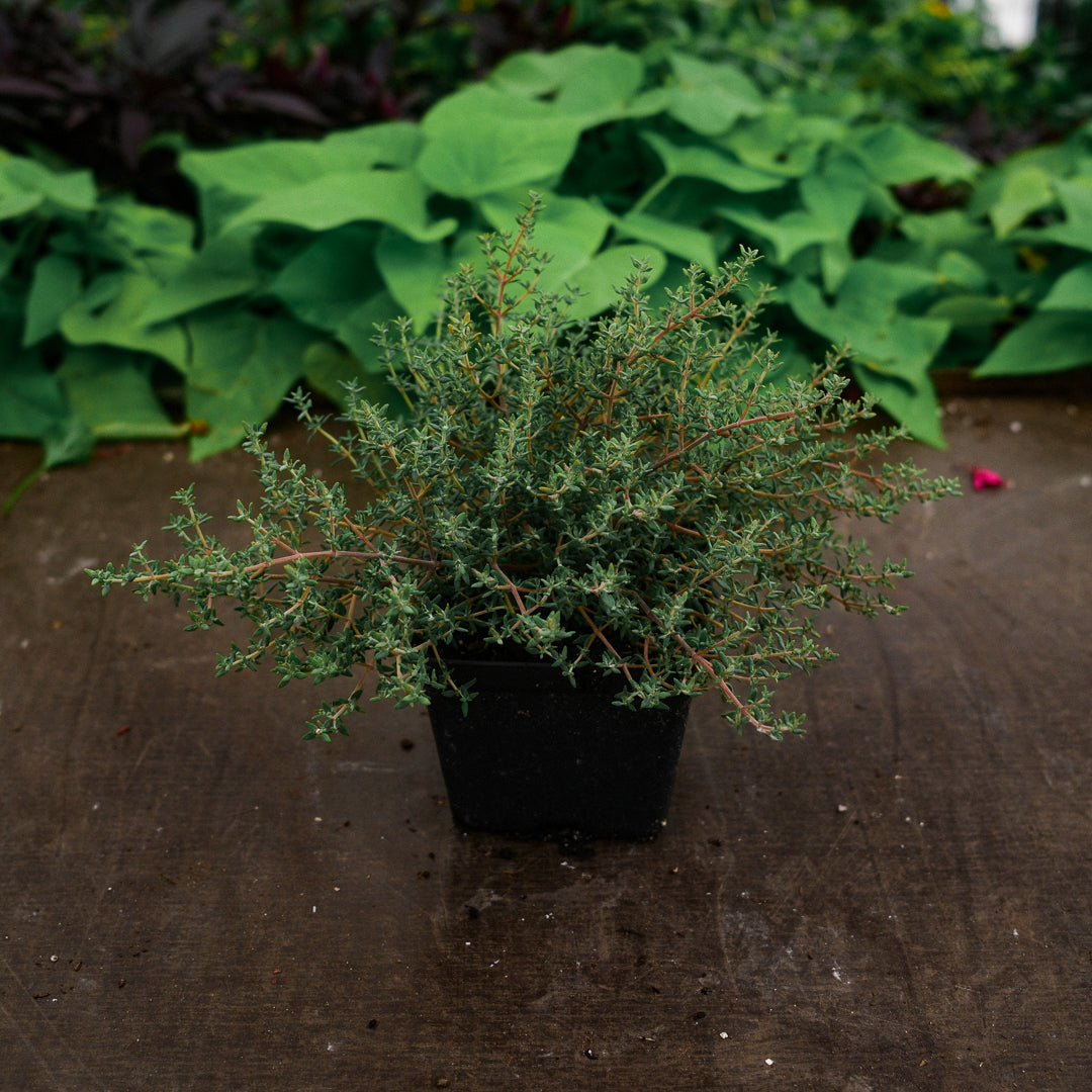 Lemon thyme (4.5") 
