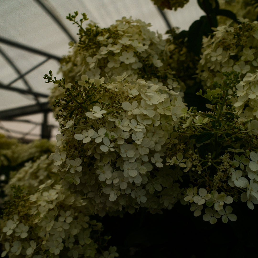Hydrangea paniculata ‘Limelight’ Tree Form (10")