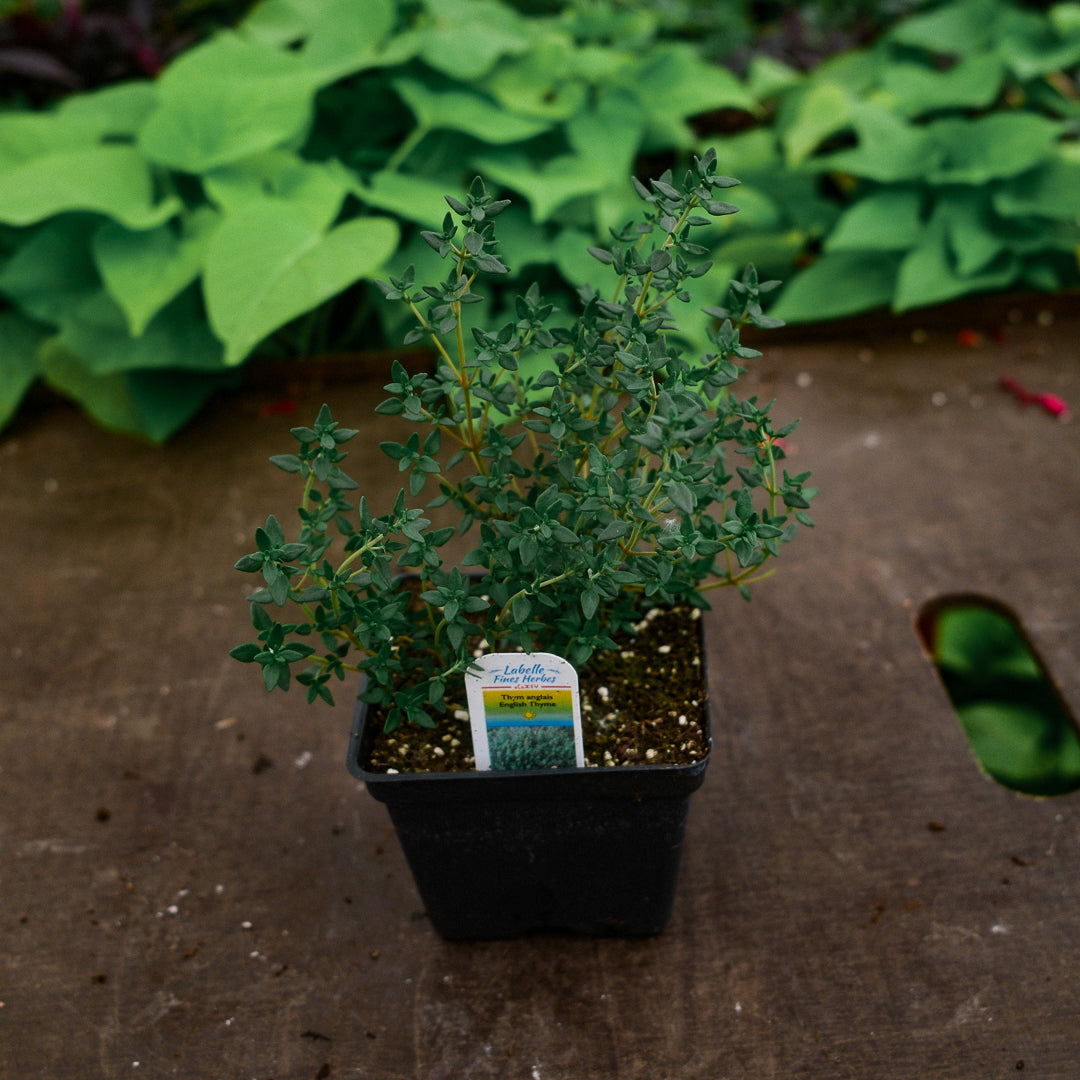 Winter Thyme (4.5")