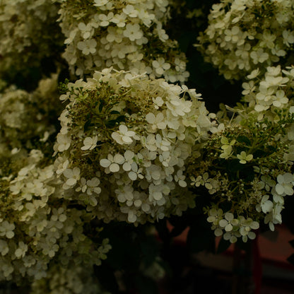 Hydrangea paniculata ‘Limelight’ Tree Form (10")