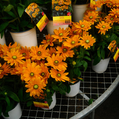 Rudbeckia Sunbeckia 'Emma' (8")