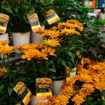 Rudbeckia Sunbeckia 'Emma' (8")