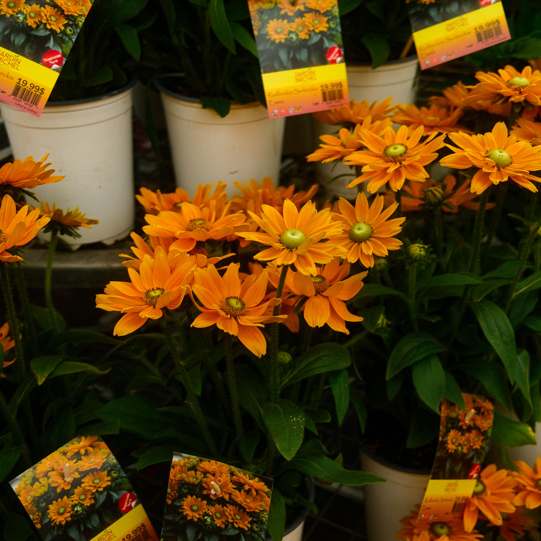 Rudbeckia Sunbeckia 'Emma' (8")