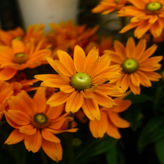 Rudbeckia Sunbeckia 'Emma' (8")