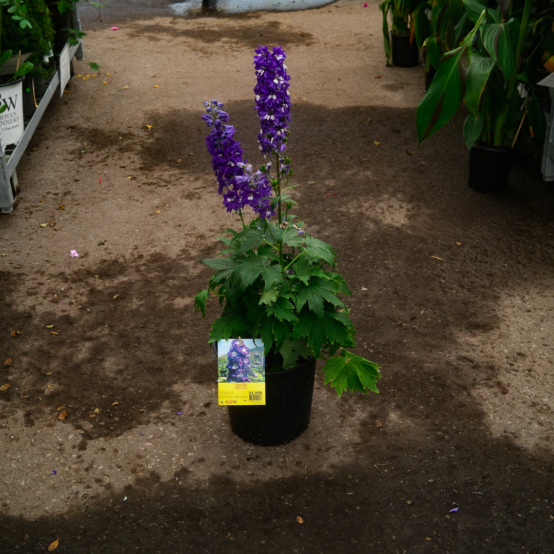 Delphinium 'Dark Blue White Bee' (6")