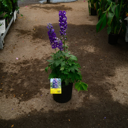 Delphinium 'Dark Blue White Bee' (6")