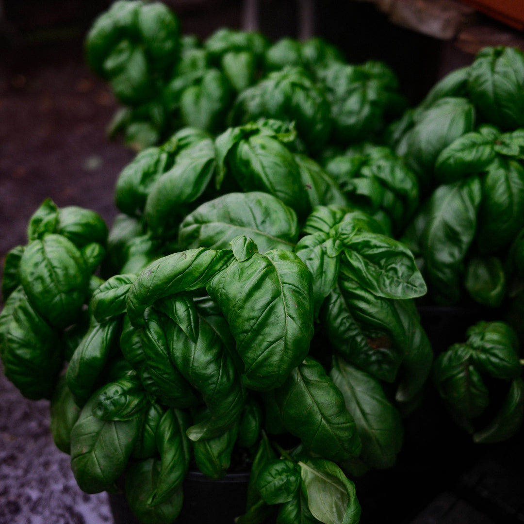 Father's Day Gift Set – Basil, Chili Pepper & Cricket Frass