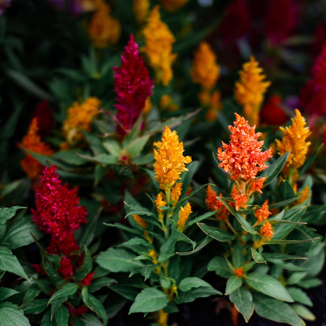 Celosia (x9)