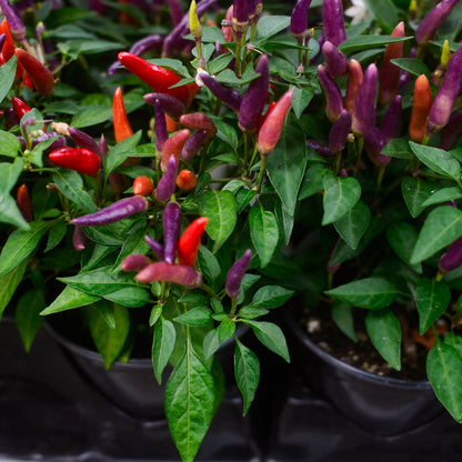 Piment doux Sangria (5")