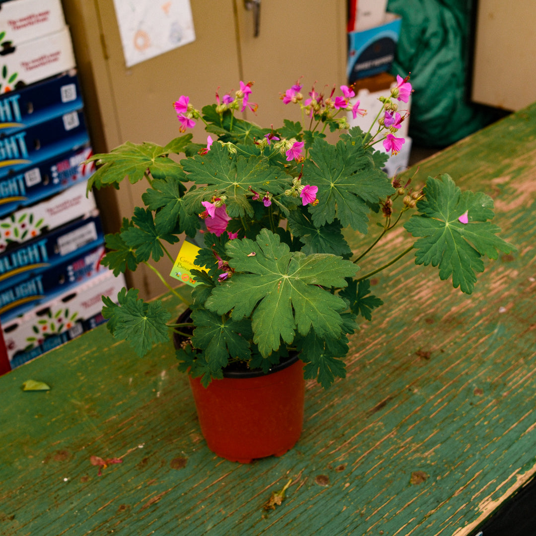 Geranium 'Bevan's Variety (6")