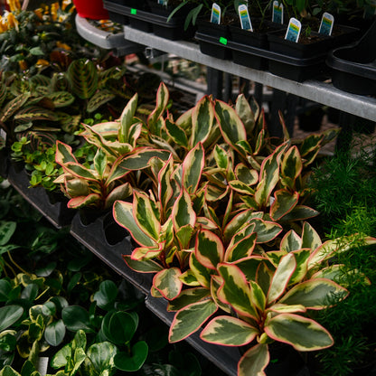 Peperomia 'Ginny' (4,5")