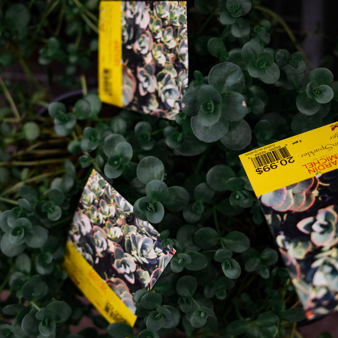 Sedum vivace 'Sun Sparkler Lune Zinger' (6")