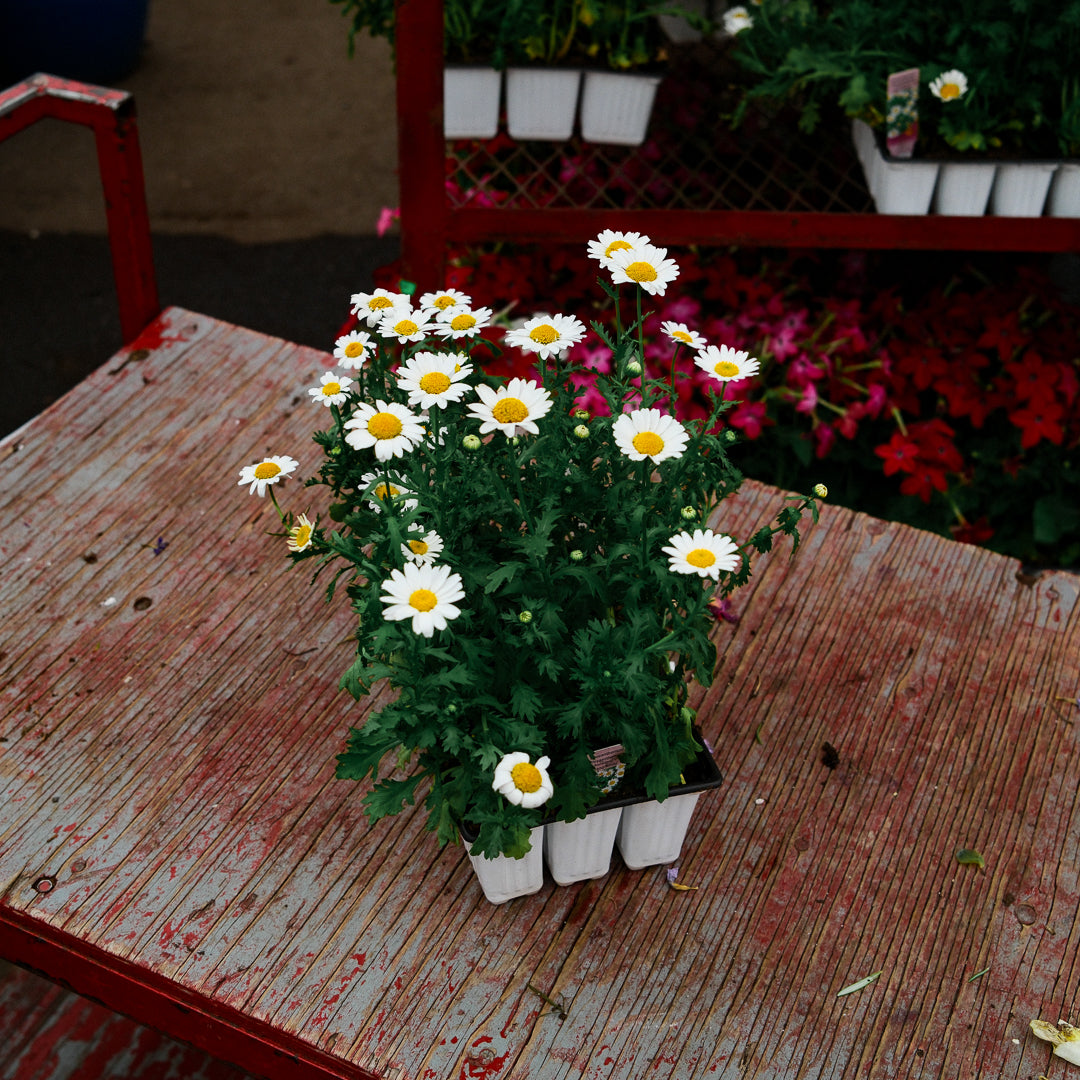Marguerite vivace (x9)