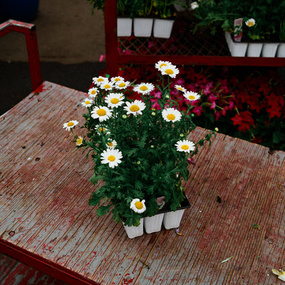 Marguerite vivace (x9)