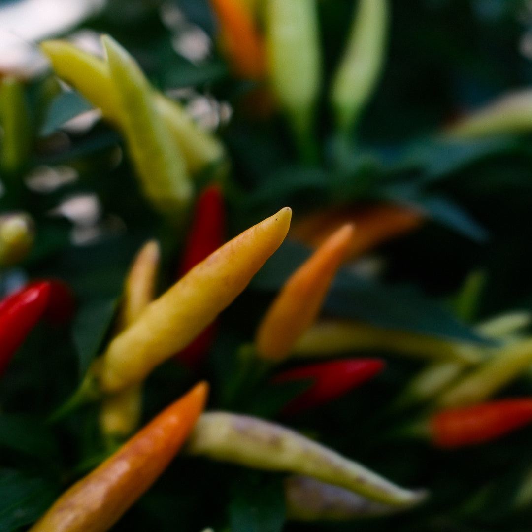 Basket of Fire Hot Pepper (5")