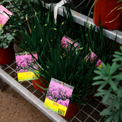 Allium Millenium (6")
