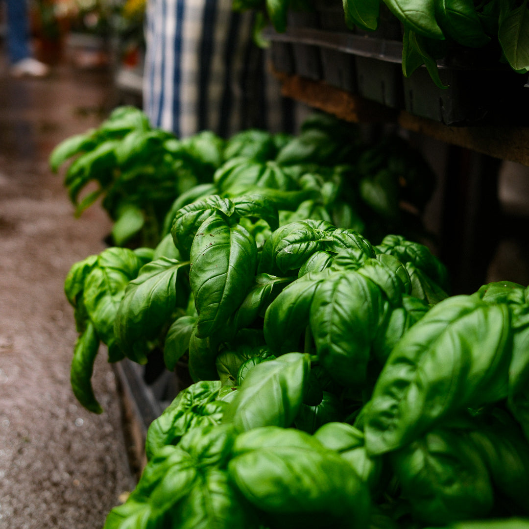 Basilic Genovese (6")