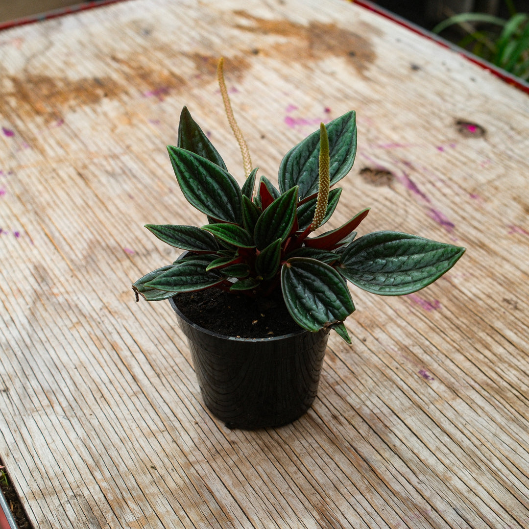 Peperomia 'Rosso' (4,5")