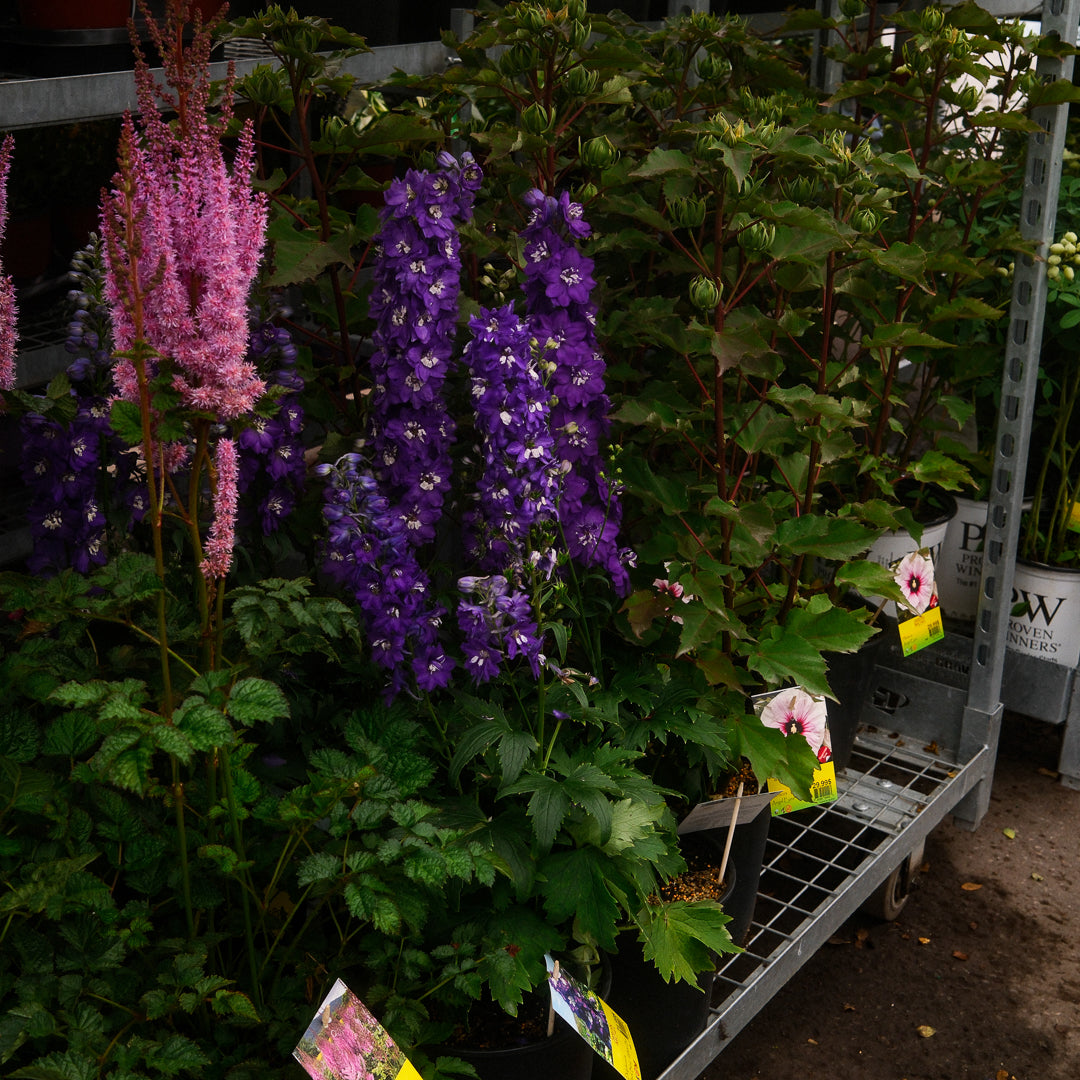 Delphinium 'Dark Blue White Bee' (6")