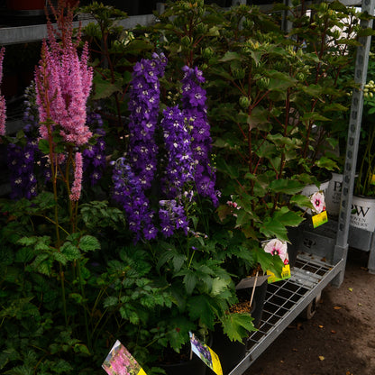 Delphinium 'Dark Blue White Bee' (6")