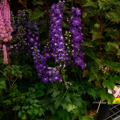 Delphinium 'Dark Blue White Bee' (6")