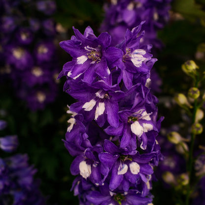 Delphinium 'Dark Blue White Bee' (6")