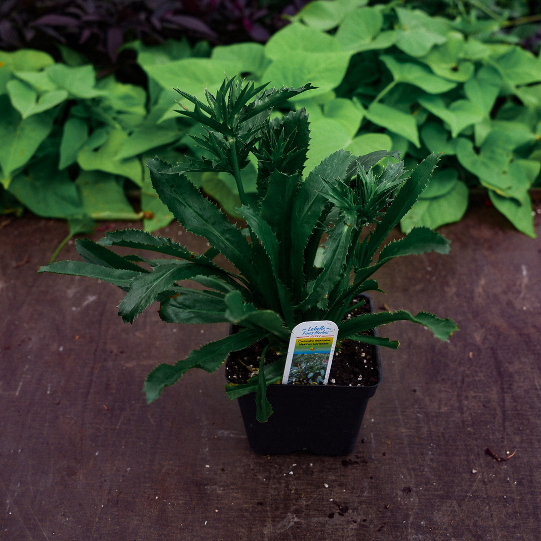 Mexican Coriander (4.5") 