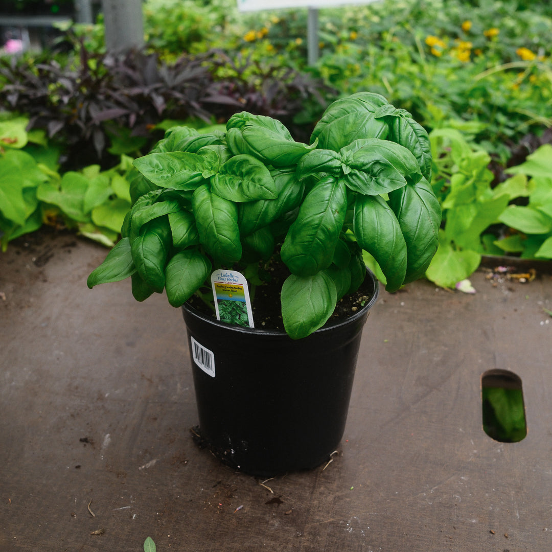 Basilic Genovese (6")